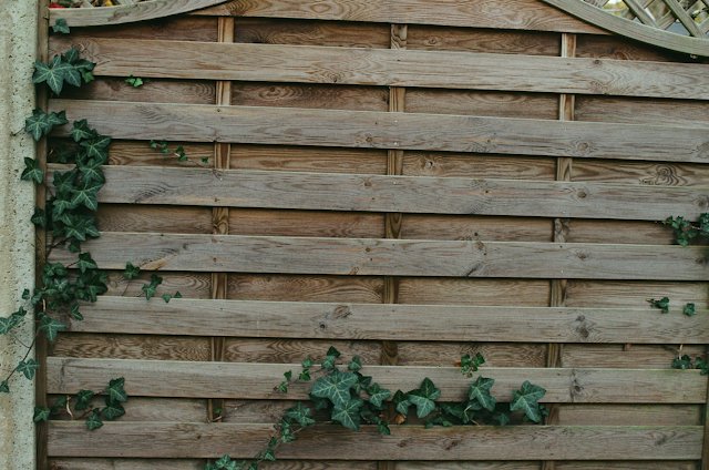 Houten tuinscherm met klimop
